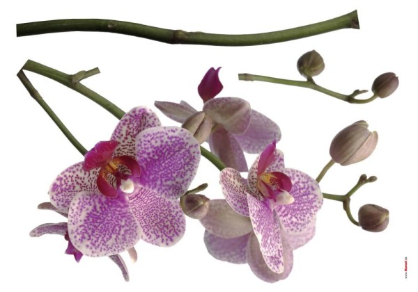 Deco-Sticker Orchidee