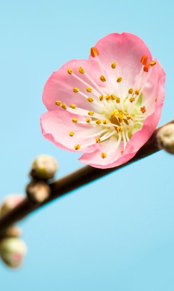 Vlies Fototapete Peach Blossom