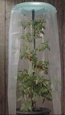 Tomatenhut 3er Set Anzuchthilfe für Tomaten- und Paprikapflanzen